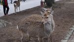 Diserbu Rusa Menggemaskan di Jepang