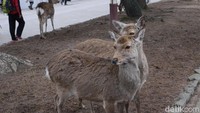 Rusa tersebut benar-benar hidup bebas, tak ada yang dikerangkeng apalagi diikat. Dalam agama Shinto, rusa diyakini sebagai utusan para dewa (Kurnia/detikTravel)