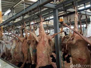 Beda Pendapat Lokasi Sembelih Dam, PPIH: Pilih yang Membuat Hati Tenang
