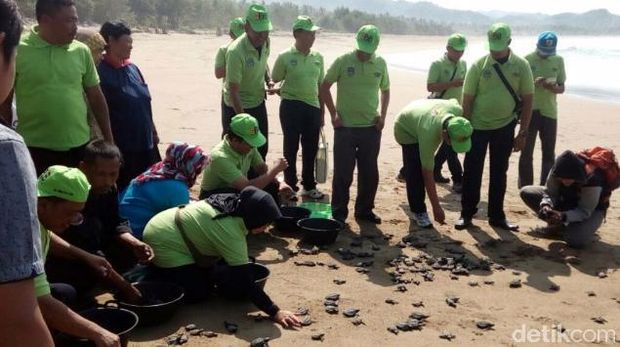 800 tukik atau anak penyu dilepas di Pantai Taman Pelepasan tukik dilakukan PT Pembangkit Jawa Bali (PJB) Unit Bisnis Jasa Operasi dan Maintence (UBJOM) Pacitan.