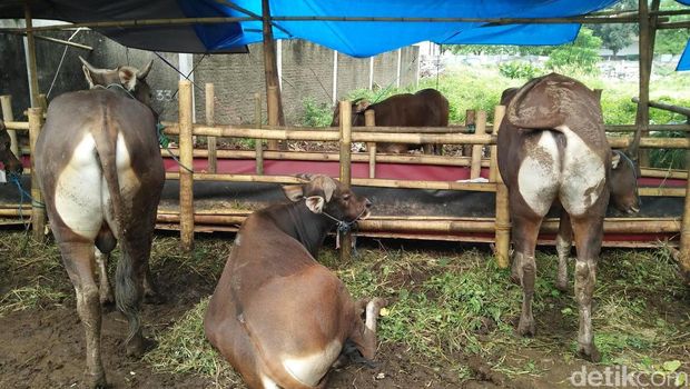 Jelang Idul Adha, Pedagang Hewan Kurban Mulai Menjamur di 