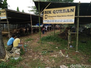 Ini yang Bisa Dipelajari Anak Ketika Berkurban