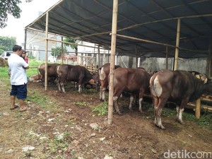Jelang Idul Adha, Pedagang Hewan Kurban Mulai Menjamur di Jakarta