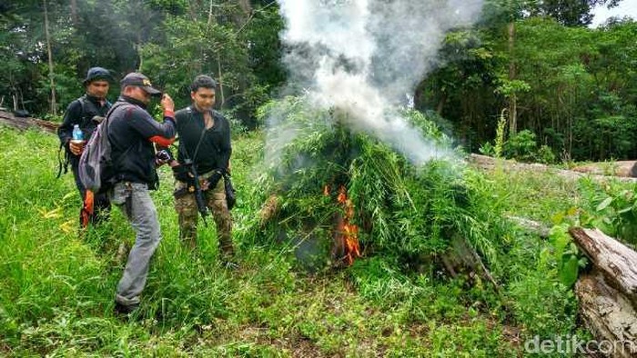 Polres Aceh Besar Cabut dan Bakar Ganja di Ladang Seluas 9 Hektare