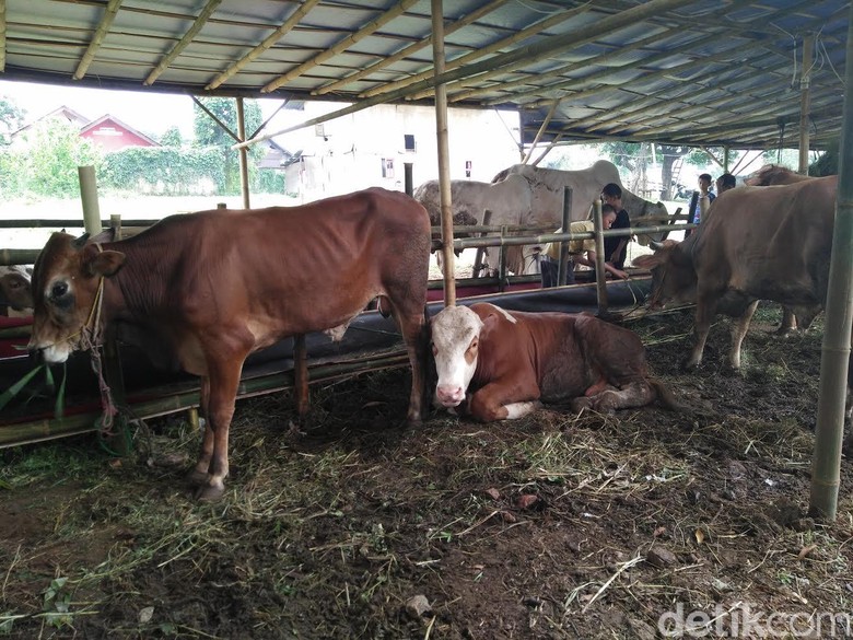 Sapi Kurban Seharga 400 Juta - Idola J
