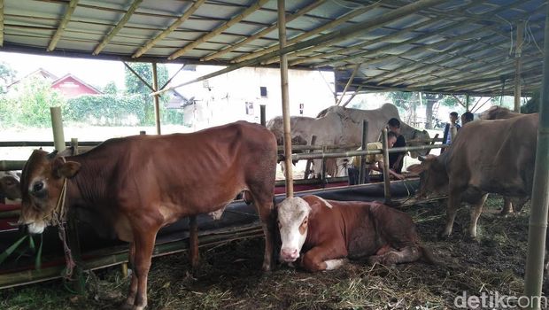 Jelang Idul Adha, Pedagang Hewan Kurban Mulai Menjamur di 