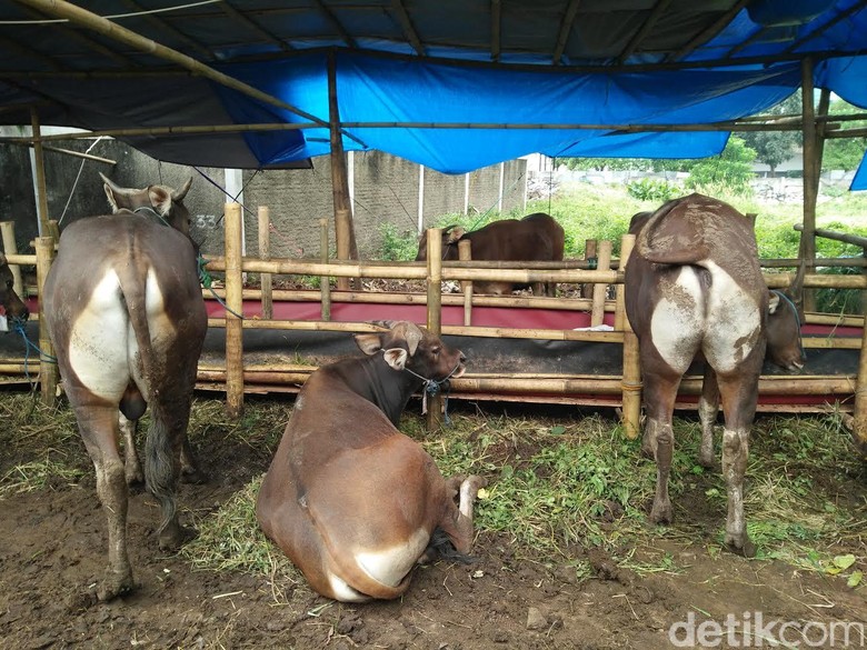 Pedagang Hewan Kurban Lebih Suka Jual Sapi Lokal Daripada 