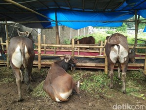 Perlu Tahu! Antibiotik pada Hewan Ternak Bisa Masuk ke Tubuh Manusia