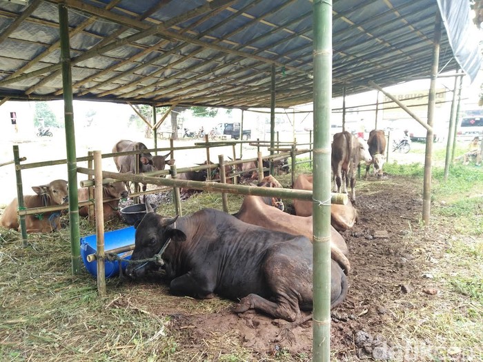 Seperti Daging Sapi Segar di Pasar, Harga Hewan Kurban Juga Naik