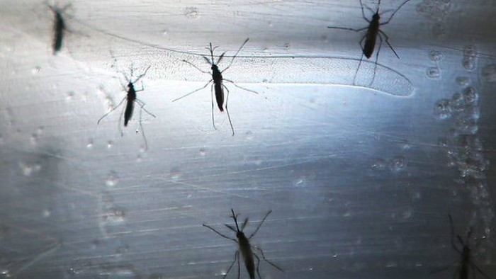 Singapura Pastikan 41 Kasus Zika yang Ditularkan Lokal