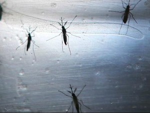 Sejak Januari, Sudah Ada 200 Kasus Zika Terdeteksi di Thailand