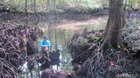 Orang-orang pun dilarang berenang di danaunya karena danaunya sendiri juga disakralkan. Cukup melihat dari pinggiran saja untuk mengabadikan panoramanya (Afif/detikTravel)