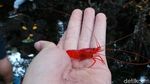 Danau Udang Merah yang Cantik & Dikeramatkan