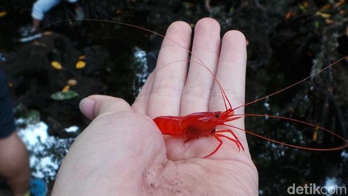 Penyakit Udang