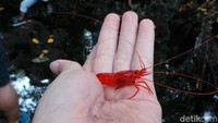 Inilah penampakan udangnya dari dekat. Masyarakat Buton begitu mengkeramatkan udang ini, dengan tidak mengambilnya dan tidak memakannya. Udang merahnya hanya tinggal di danau ini saja, tidak di tempat lain (Afif/detikTravel)