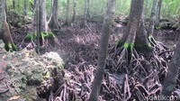 Danau Udang Merah masih sangat alami. Semak belukar sangat lebat di sekitarnya. Wisatawan belum dikenai tiket masuk, karena sepertinya destinasi ini belum terkelola dengan baik oleh pemerintah setempat (Afif/detikTravel)