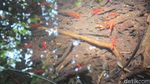 Danau Udang Merah yang Cantik & Dikeramatkan