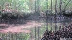 Danau Udang Merah yang Cantik & Dikeramatkan