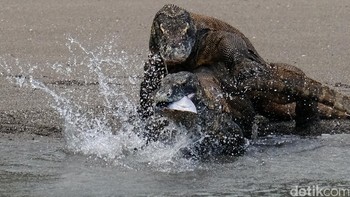 Dua komodo berebut memakan ikan yang dilempar oleh petugas Jagawana (ranger). Foto: detikINET - Anggoro Suryo Jati