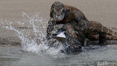 Berburu Komodo dengan Senjata Fuji X-T2
