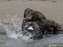 Berburu Komodo dengan Senjata Fuji X-T2