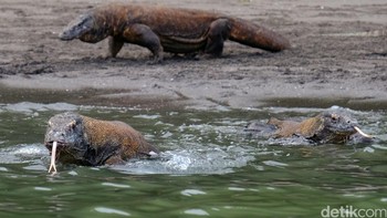 Sejumlah komodo di Pulau Rinca tengah berenang untuk mencari ikan. Foto: detikINET - Anggoro Suryo Jati