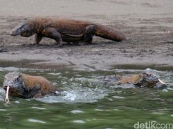 Berburu Komodo dengan Senjata Fuji X-T2