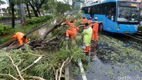Batang pohon ini tumbang menutupi jalur TransJ koridor 6.