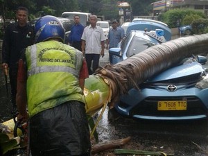 Pohon Tumbang di Jakpus Timpa Taksi Hingga Ringsek Berat, Ini Penampakannya