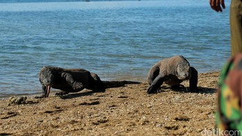 Dua komodo yang terlihat di Loh Liang, salah satu tempat yang lazim didatangi pengunjung untuk menyaksikan komodo. Foto: detikINET - Anggoro Suryo Jati