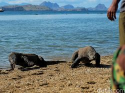 Berburu Komodo dengan Senjata Fuji X-T2