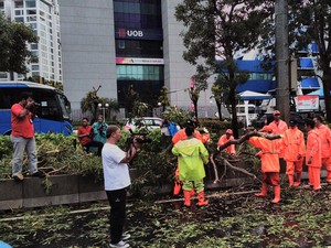 Hujan Deras, Pohon Tumbang di Jl HR Rasuna Said Arah Dukuh Atas