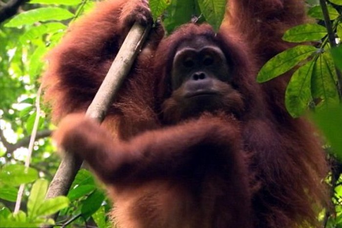 Orangutan Nyaru dilepasliarkan di hutan Sumatra