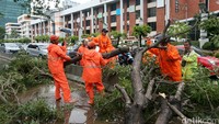 Pohon ini tumbang sekitar pukul 12.40 WIB karena hujan deras disertai angin kencang.