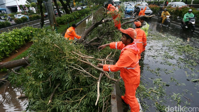 Padang Dilanda Hujan dan Angin Kencang, 25 Pohon Tumbang