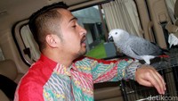 Si Ato sering menjadi mood booster baginya kala menghadapi kemacetan di jalan. Pool/Gus Mun/detikFoto.