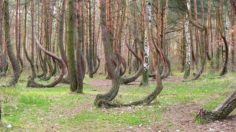 Ada Hutan Penuh Pohon Bengkok Nan Misterius di Polandia