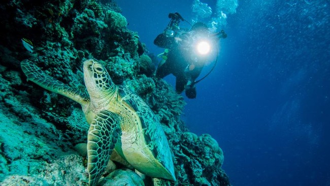 Mau Diving? Ketahui Dulu 5 Tipsnya