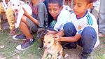 Begini Hiruk Pikuk Vaksin Rabies Massal untuk Anjing di NTT