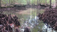 Tak jauh dari Pantai Koguna, terdapat Danau Udang Merah. Danau ini dikeramatkan karena sebagai tempat hidup udang merah yang tidak ada di tempat lain (Afif/detikTravel)