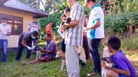 Vaksinasi hanya perlu dilakukan satu kali dalam setahun. Menurut drh Emanuel Sumarno Mbada yang menjadi ketua tim vaksinasi kali ini, jumlah anjing yang divaksin hari itu mencapai 60 ekor. Tergantung topografinya. Kalau bagus seperti perkotaan bisa sampai 100. Kalau di kampung door to door, 50-60 ekor itu sudah bagus, paparnya. (Foto: Lila/detikHealth)
