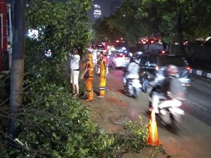 35 Rumah Rusak dan 41 Pohon Tumbang Akibat Hujan dan Angin Kencang di Jaksel