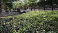 Retention pond dibuat sangat menarik dengan dikelilingi taman, pohon rindang dan jogging track.