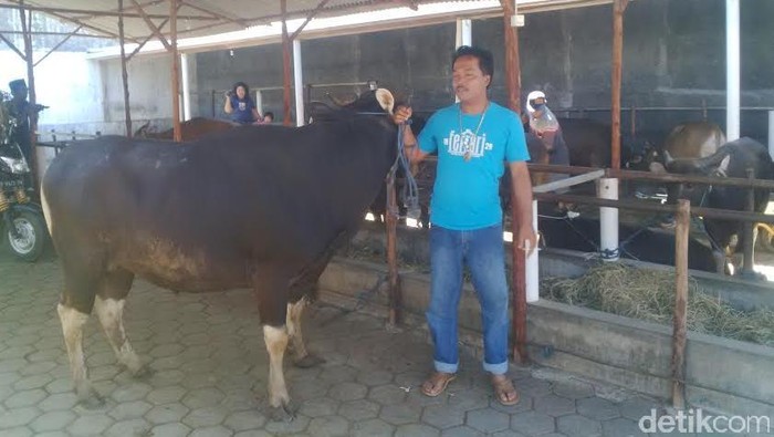 Jelang Idul Adha, Sapi Bali Jadi Primadona untuk Kurban