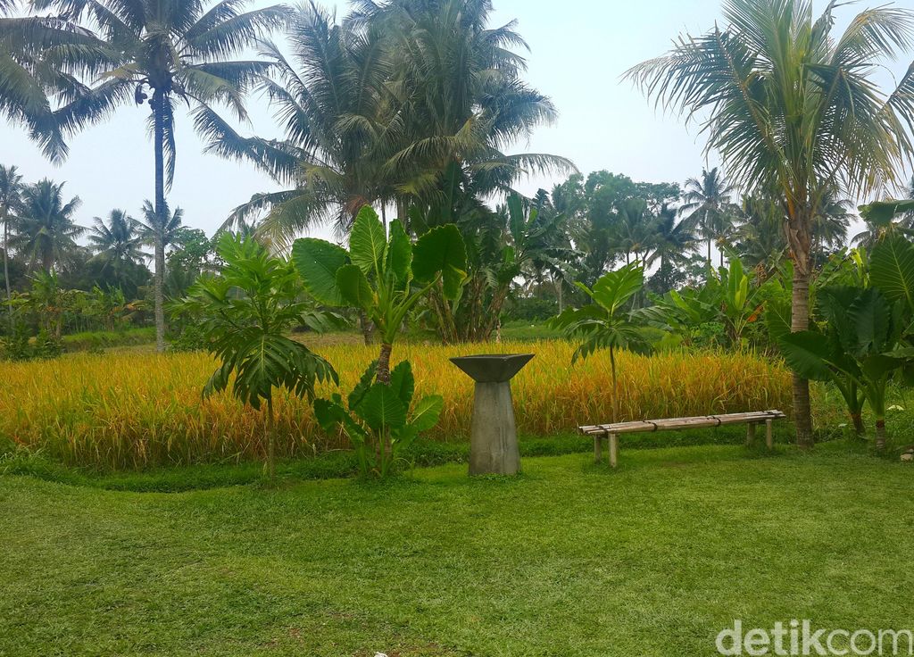  Warung  Kopi  Klotok Wueenak Tenan Menikmati Pisang Goreng 