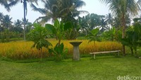 Warung Kopi Klotok ini berada di daerah Pakem, Sleman dan sudah dibuka sejak akhir tahun 2015.