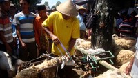 Sejumlah kambing sedang dirias di salon yang terletak di Pasar Hewan Banyumas, Jawa Tengah, Sabtu (3/9/2016).