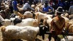 Ada Salon Khusus Kambing di Banyumas