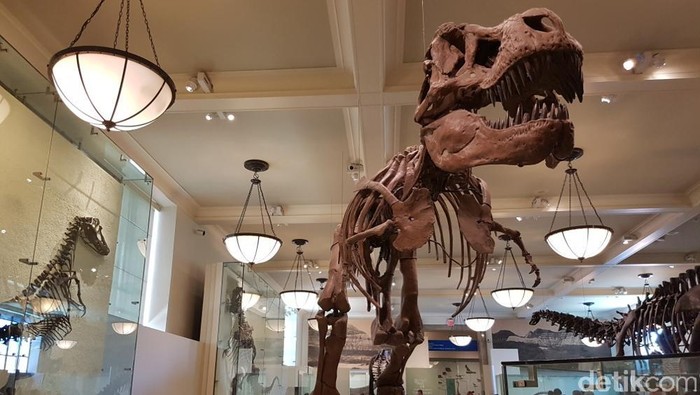 Bertemu T-Rex di Negeri Paman Sam