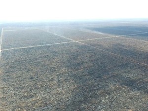 Tim KLHK Disandera Saat Investigasi Kebakaran Hutan di Riau, Ini Kronologinya
